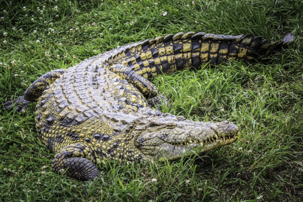 croc